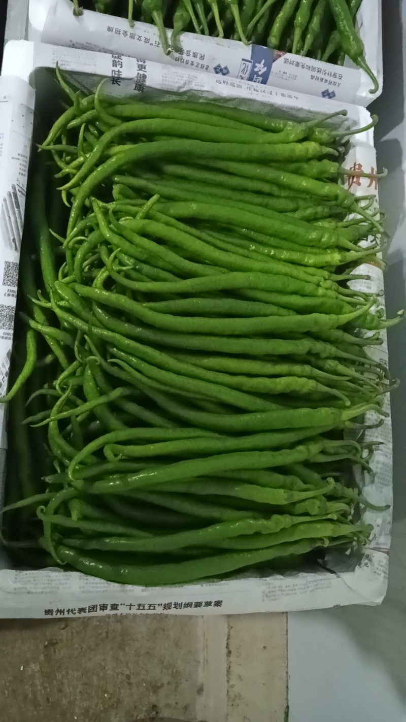 各种鲜辣椒上市