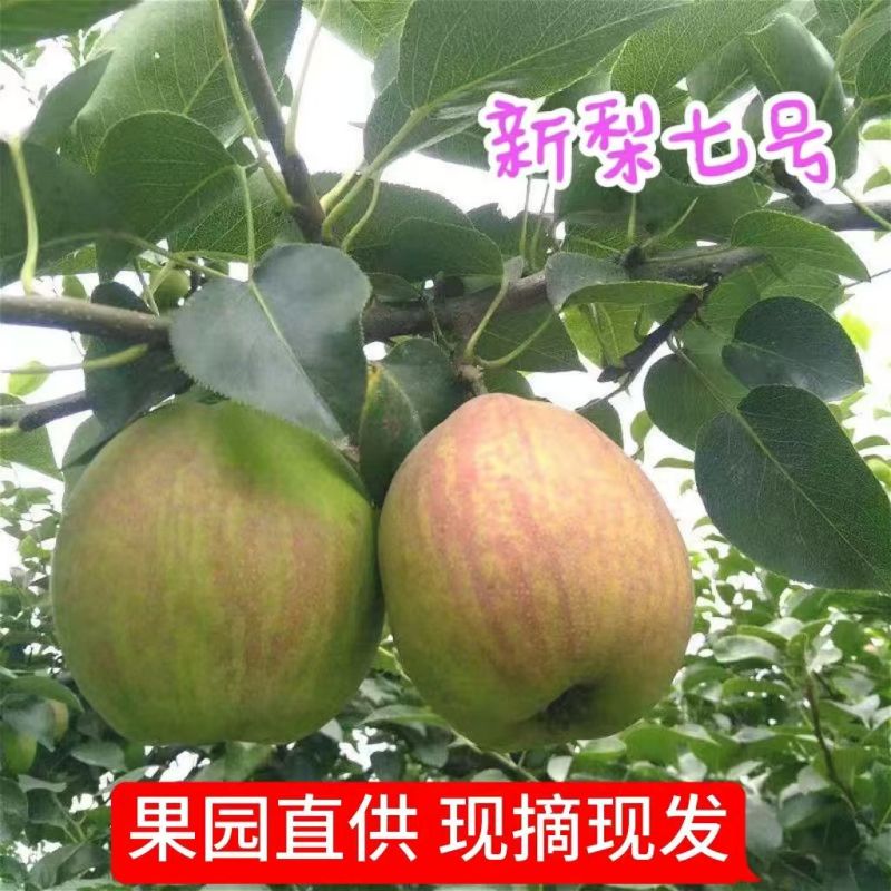 河北早熟新梨七号果园现摘脆甜多汁产地直供电商商超批量拿货