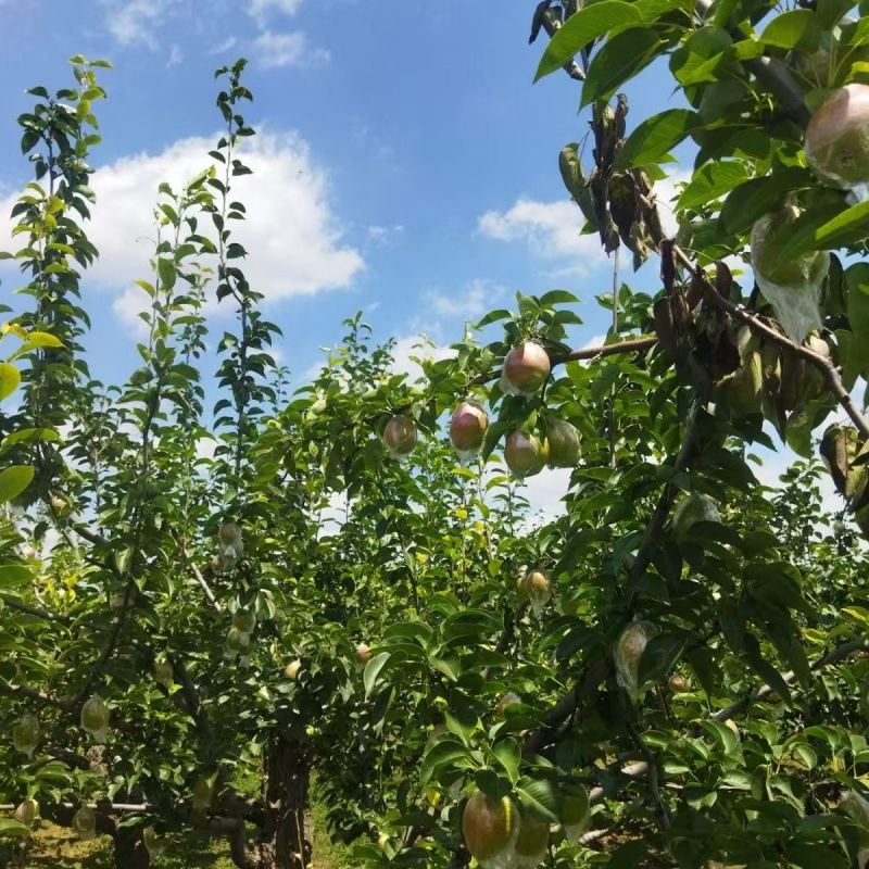 河北早熟新梨七号果园现摘脆甜多汁产地直供电商商超批量拿货