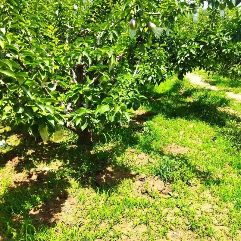 河北早熟新梨七号果园现摘脆甜多汁产地直供电商商超批量拿货