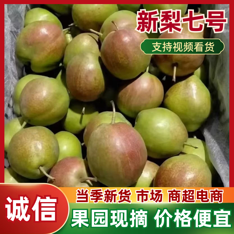 河北早熟新梨七号果园现摘脆甜多汁产地直供电商商超批量拿货