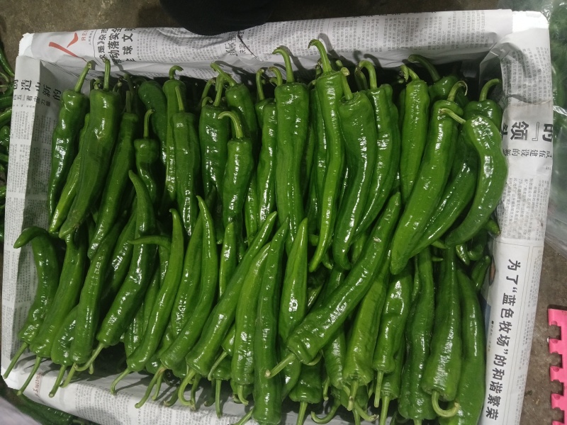 各种鲜辣椒上市