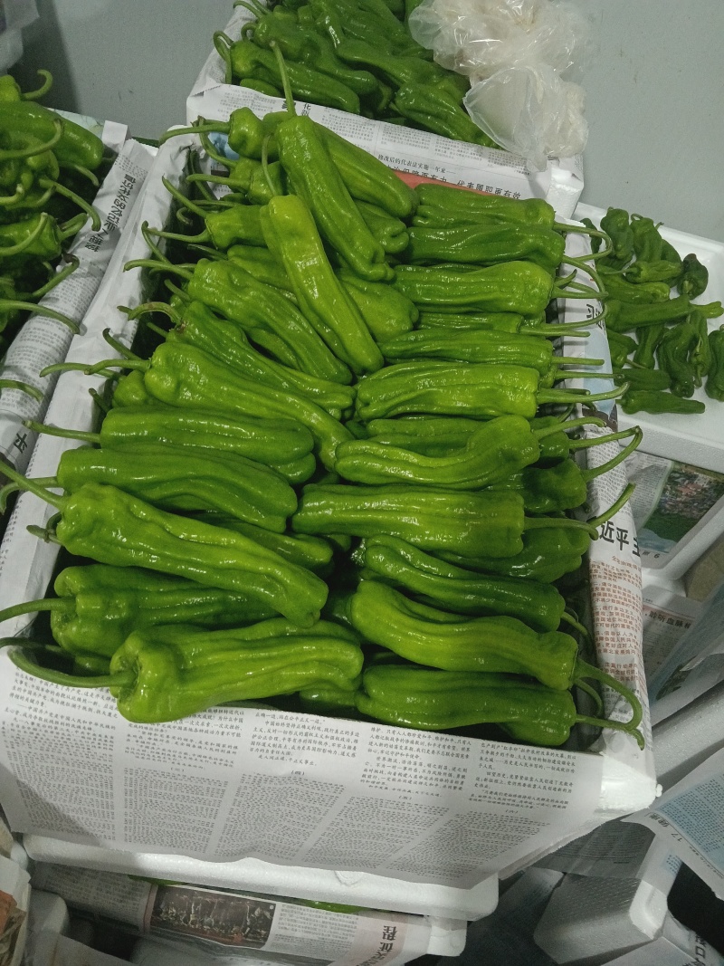 各种鲜辣椒上市