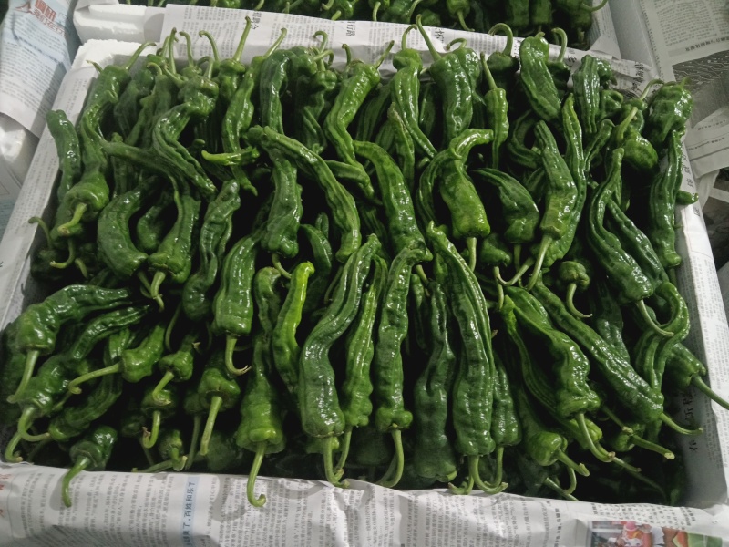 各种鲜辣椒上市