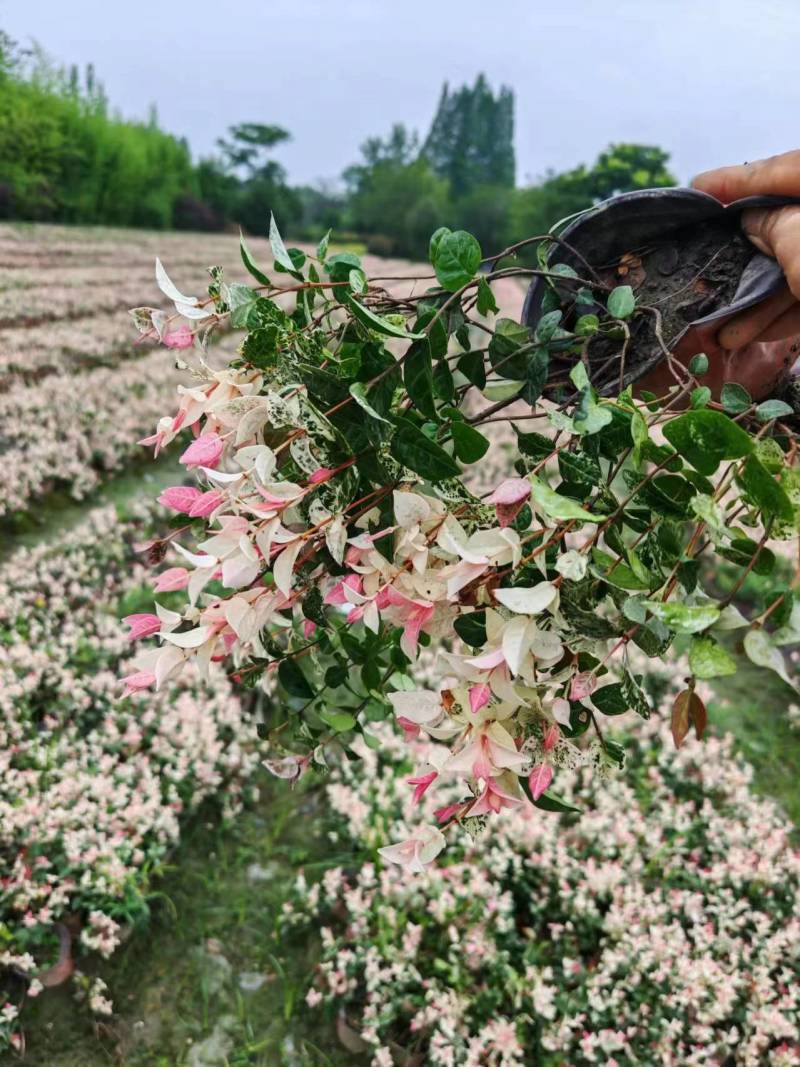 花叶络石，基地直销，大小杯各种规格，量大从优