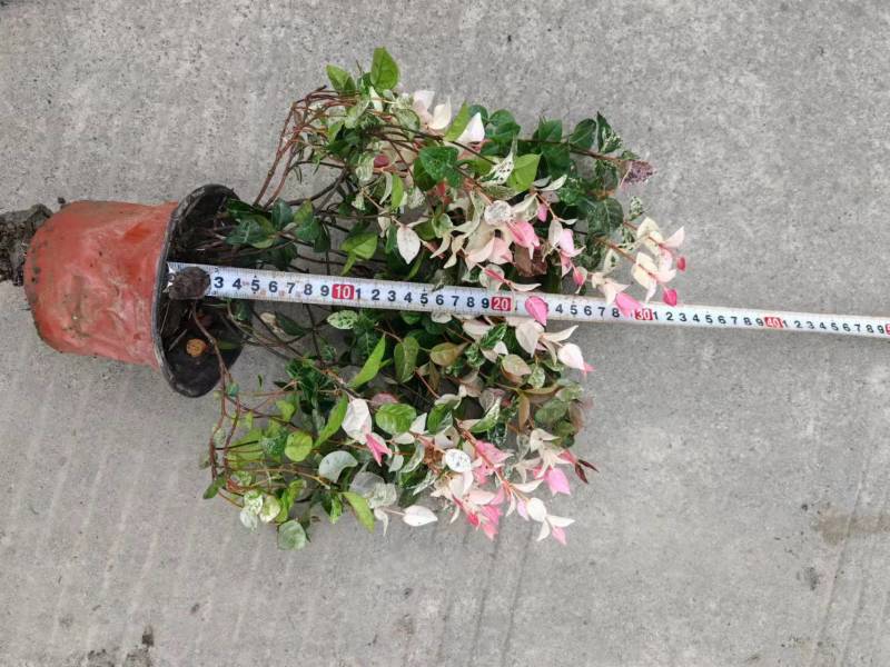 花叶络石，基地直销，大小杯各种规格，量大从优