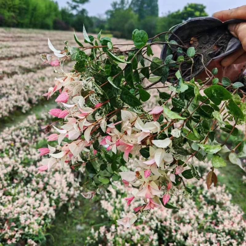 花叶络石，基地直销，大小杯各种规格，量大从优