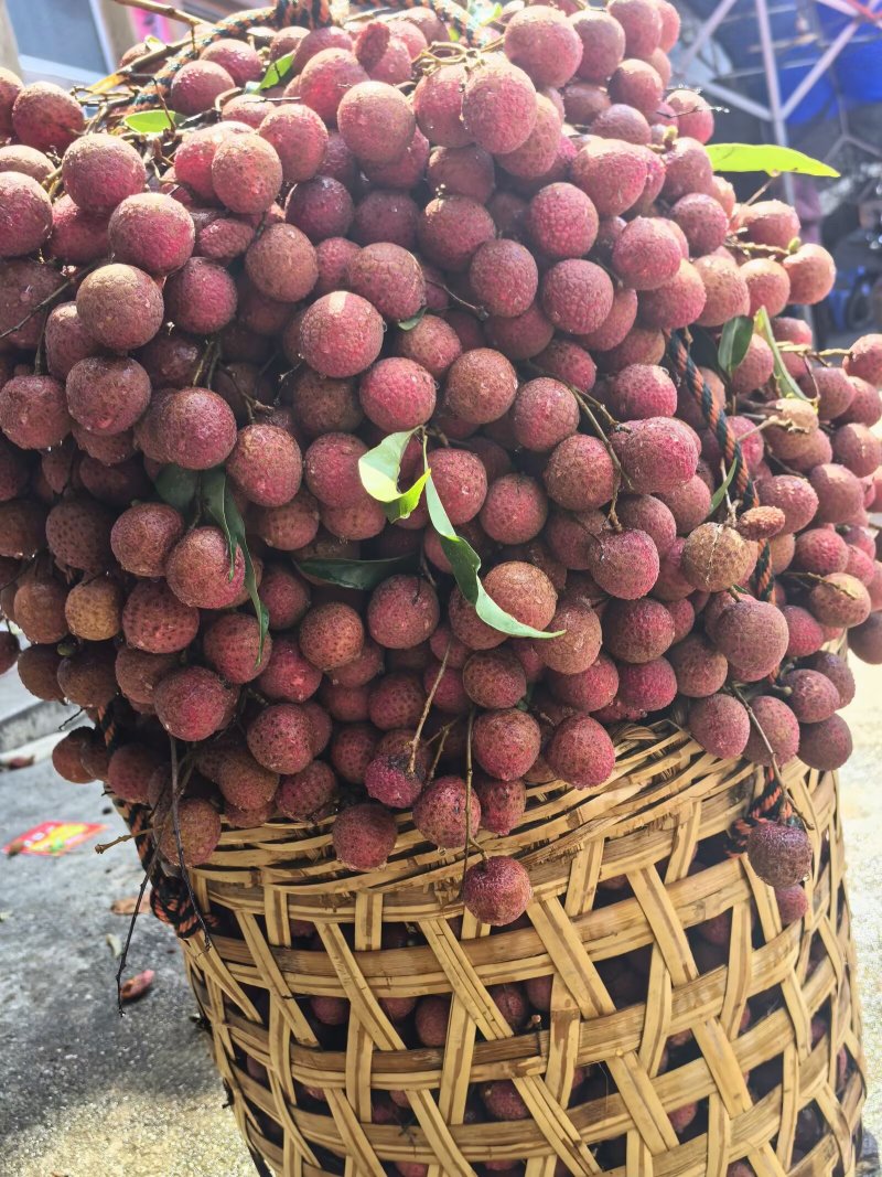 福建漳州诏安黑叶荔枝一键代发需要的老板请联系货源充