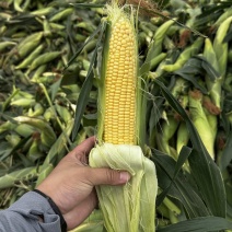 精品水果玉米大量有货，您有需要我负责