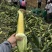 精品水果玉米大量有货，您有需要我负责