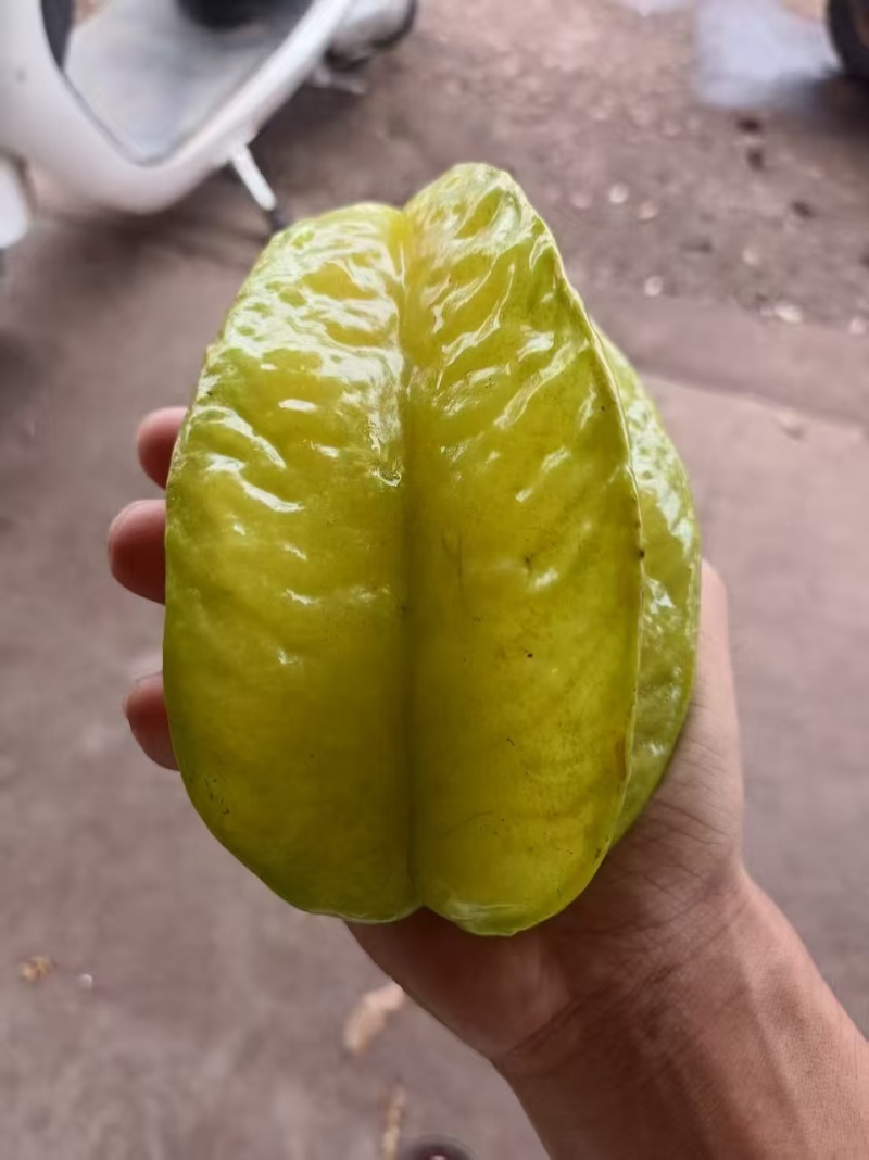 福建漳州黑叶荔枝一件代发，一手货源