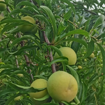 贵州格里河正宗蜂糖李，香甜可口，脆嫩多汁。