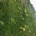 贵州格里河正宗蜂糖李，香甜可口，脆嫩多汁。