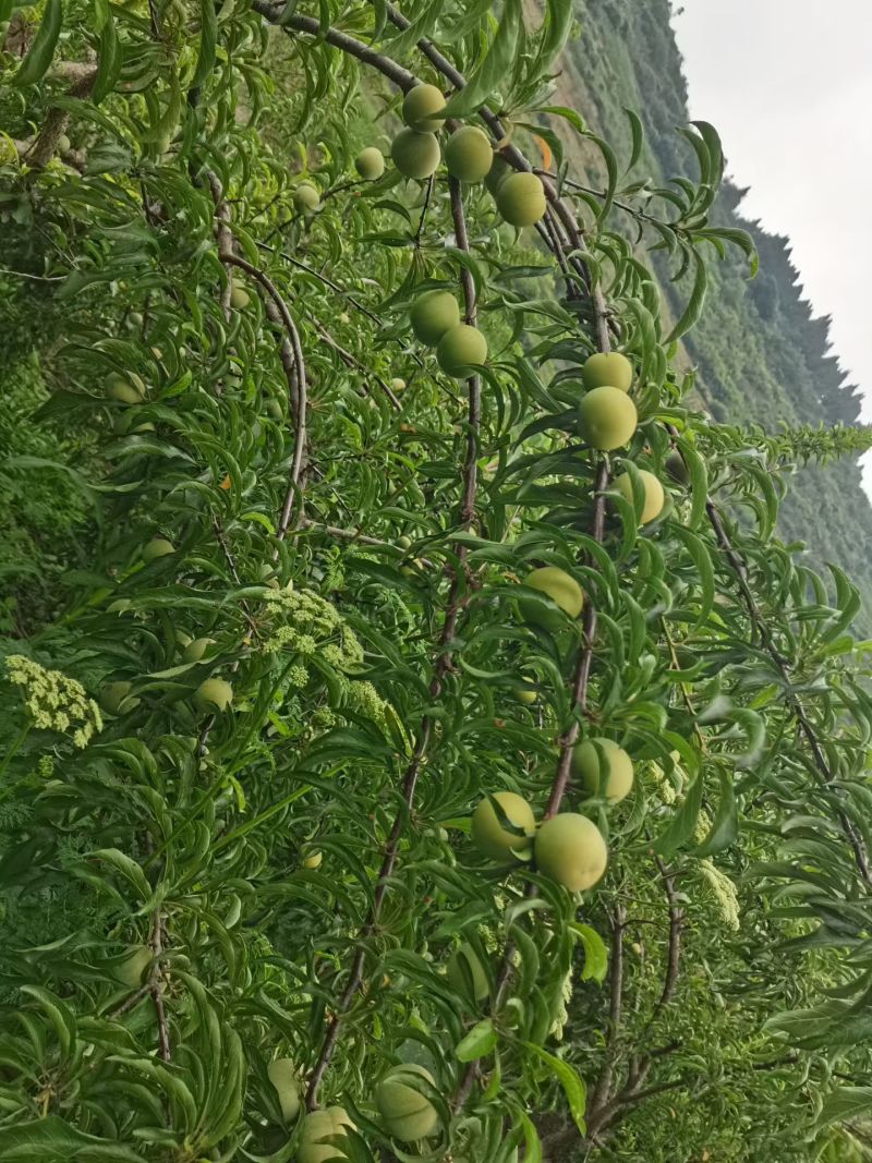 贵州格里河正宗蜂糖李，香甜可口，脆嫩多汁。
