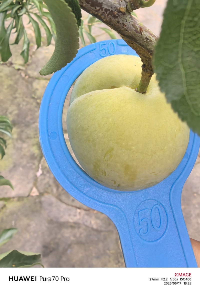 赤水河畔蜂糖李