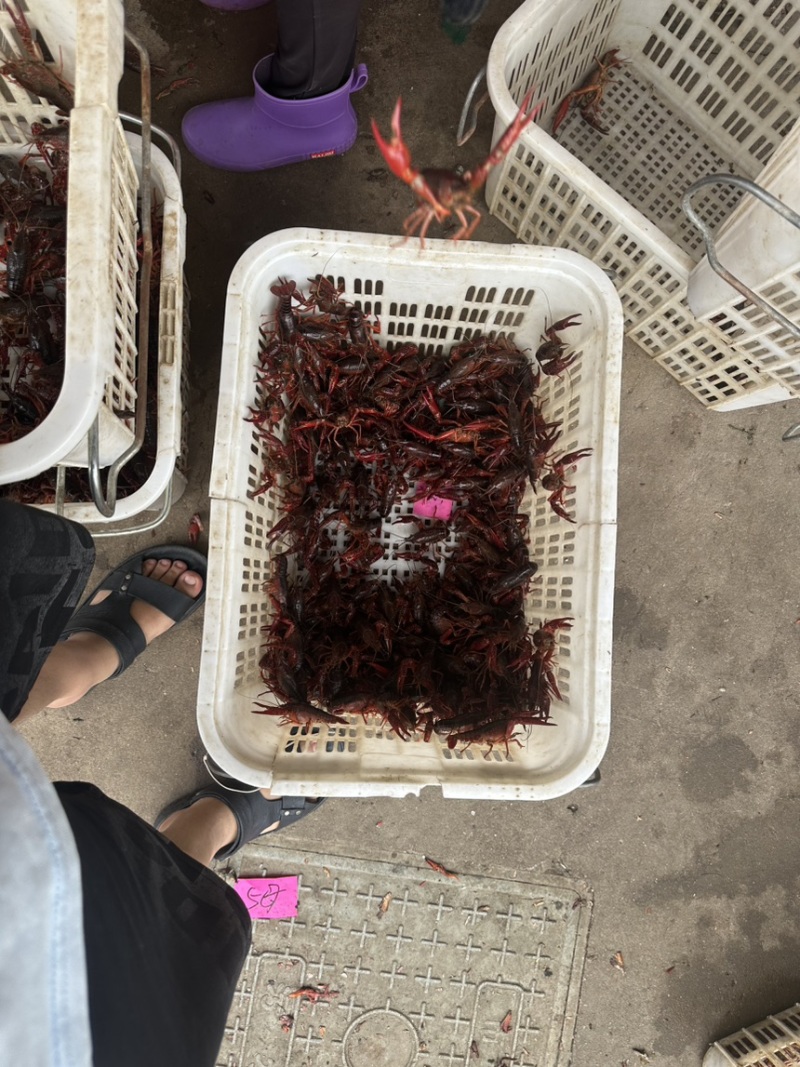 精品小龙虾79母