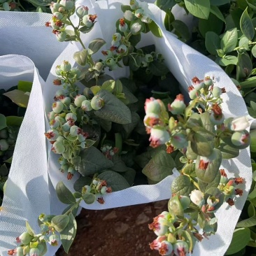 云南花香蓝莓盆栽