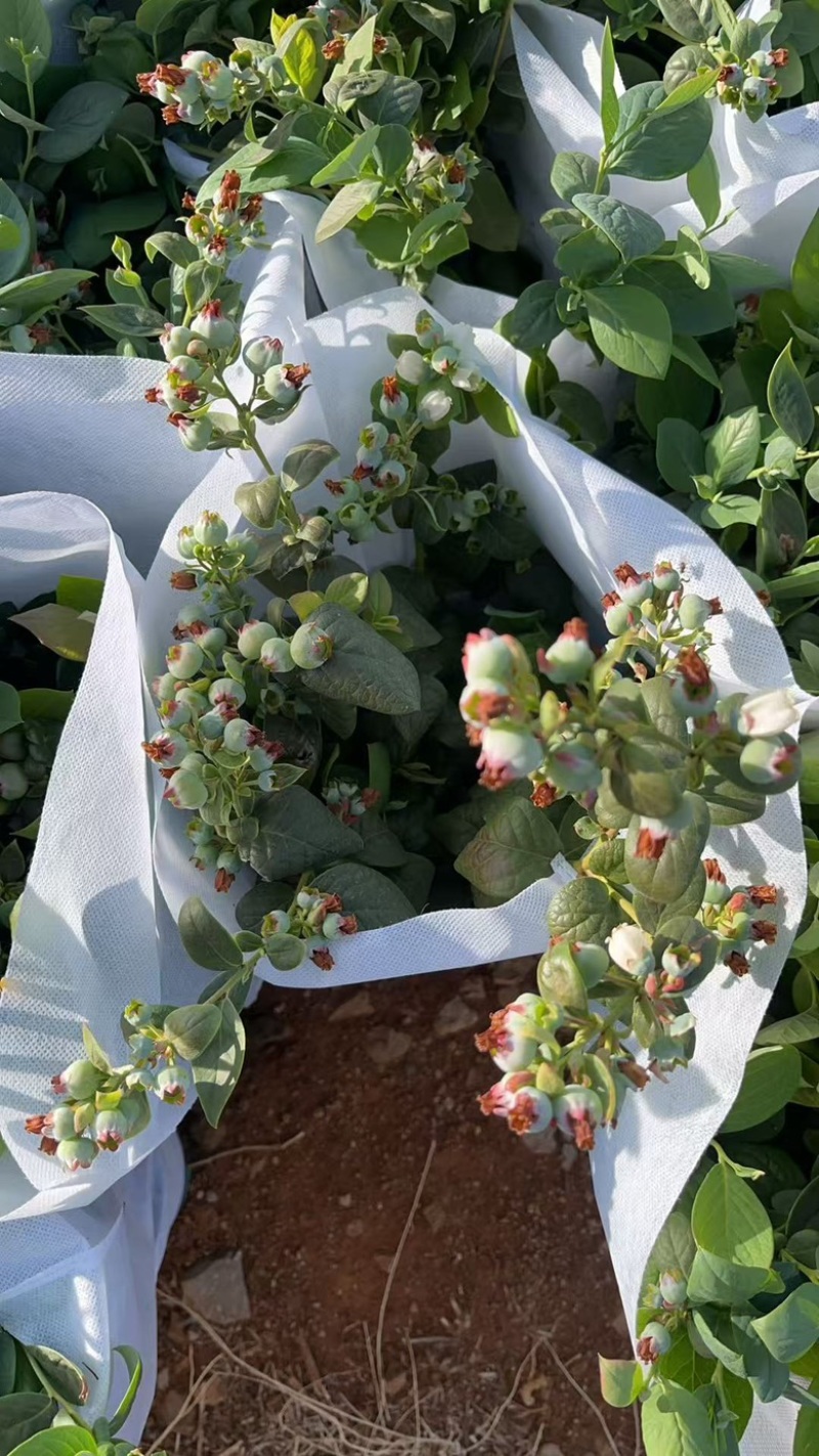 云南花香蓝莓盆栽