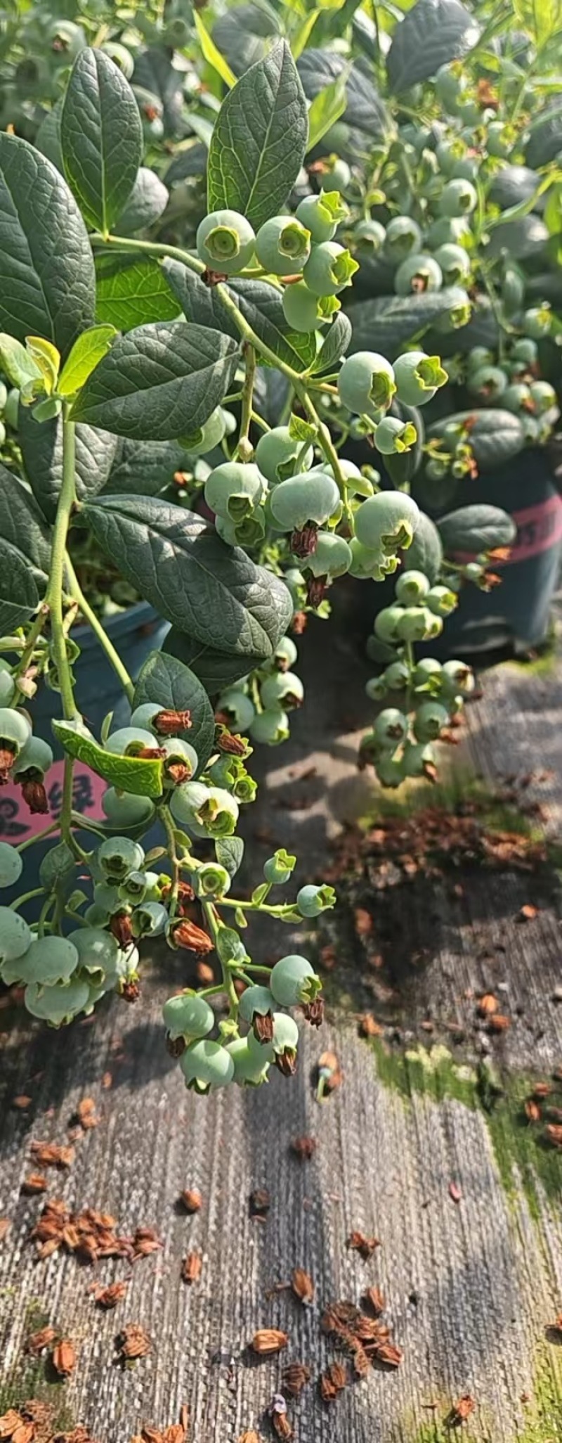 云南花香蓝莓盆栽