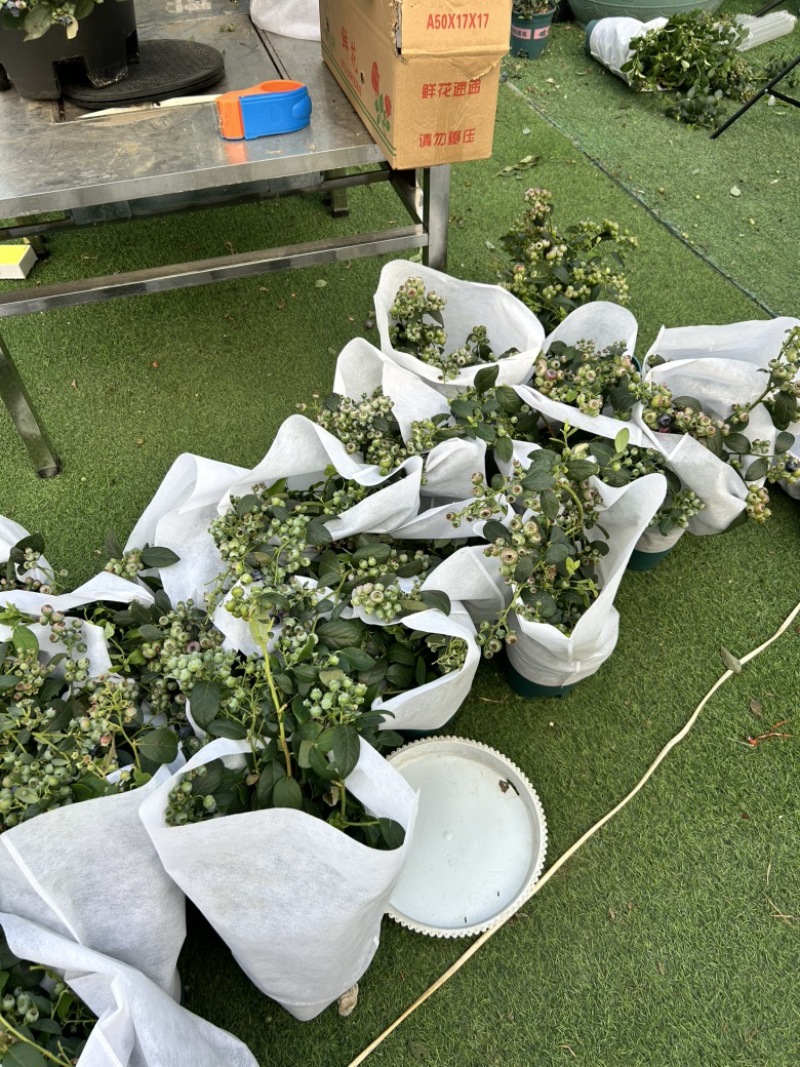 云南花香蓝莓盆栽