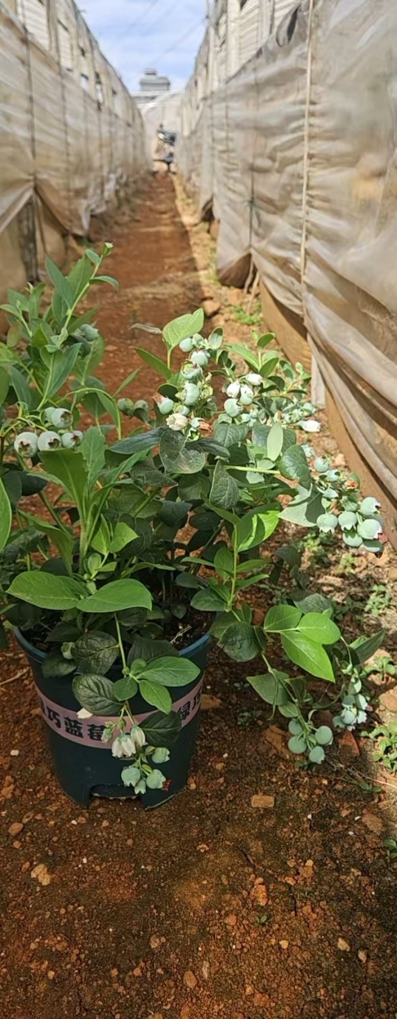 云南花香蓝莓盆栽