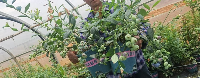 云南花香蓝莓盆栽