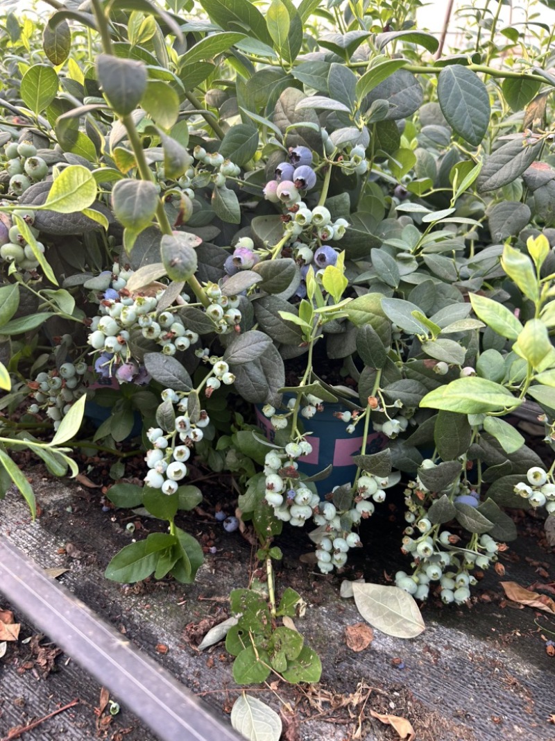 云南花香蓝莓盆栽