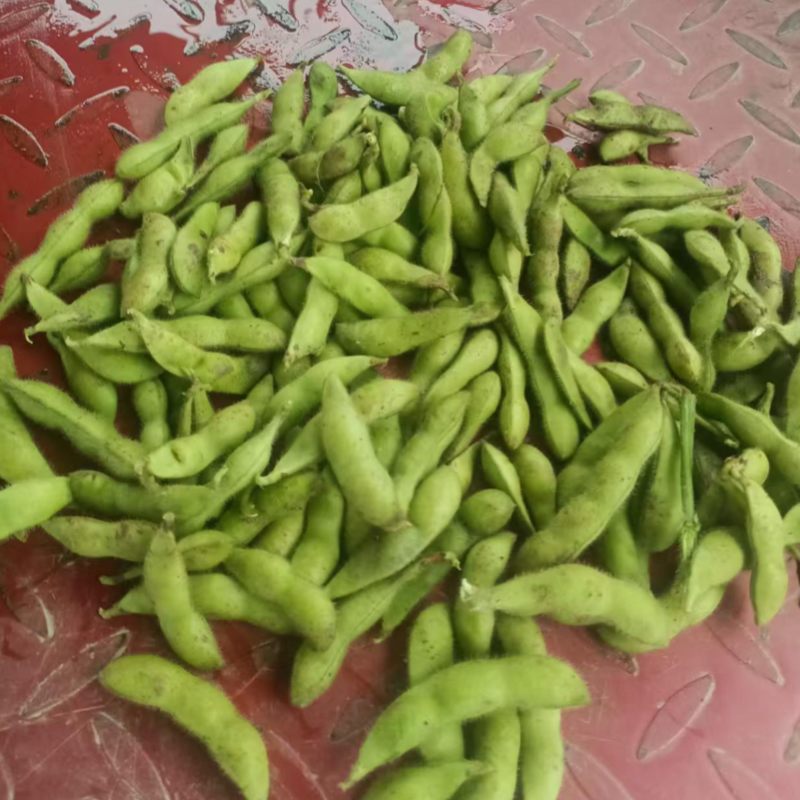精品绿宝石毛豆现摘现发新鲜饱满产地直供