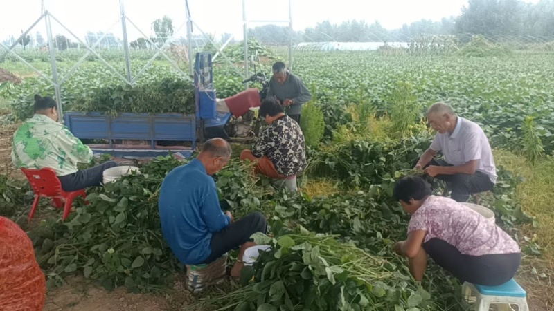 精品绿宝石毛豆现摘现发新鲜饱满产地直供