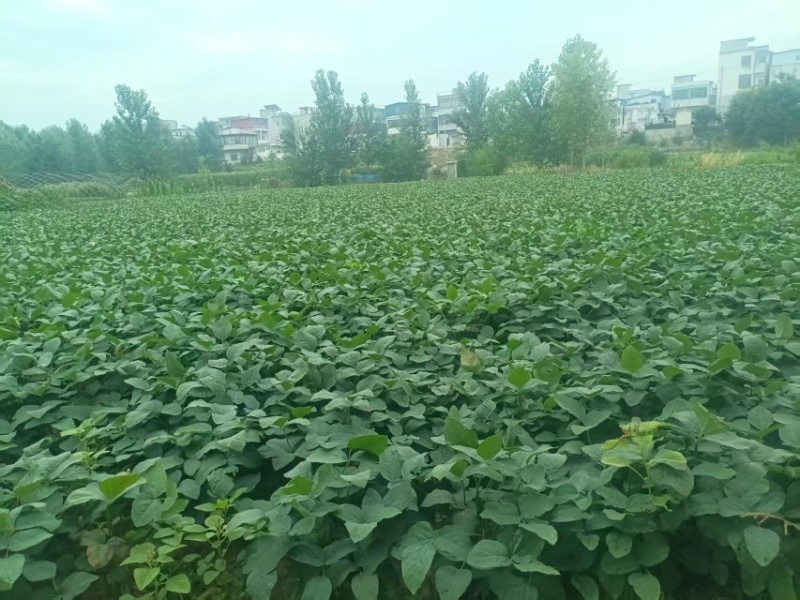 精品绿宝石毛豆现摘现发新鲜饱满产地直供