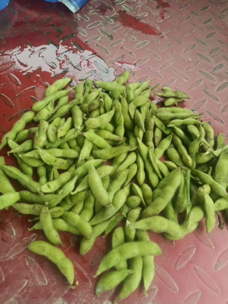 精品绿宝石毛豆现摘现发新鲜饱满产地直供