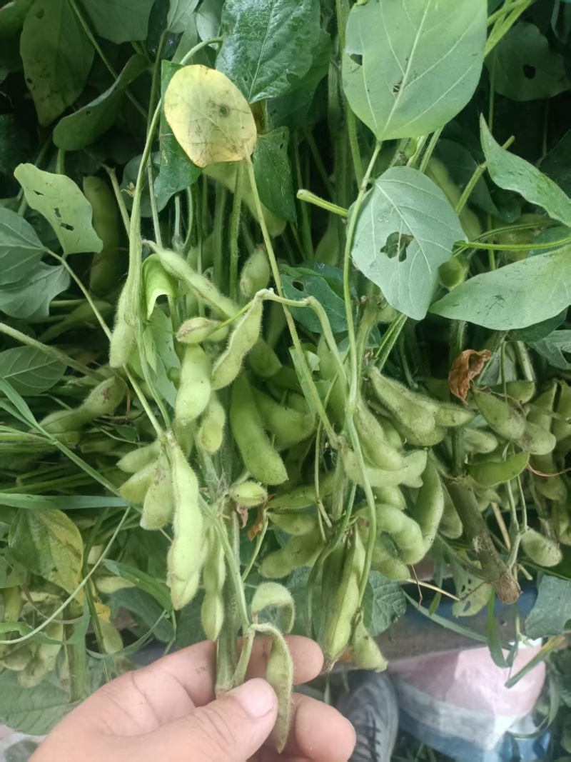 精品绿宝石毛豆现摘现发新鲜饱满产地直供