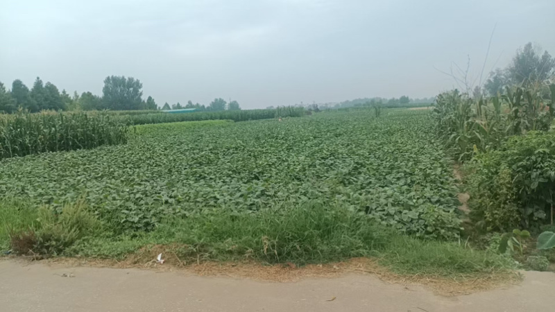 精品绿宝石毛豆现摘现发新鲜饱满产地直供