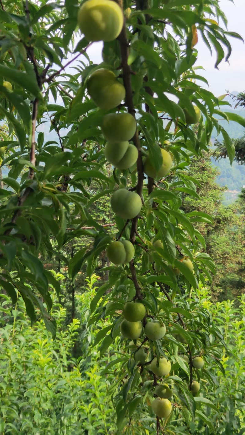 蜂糖李预售