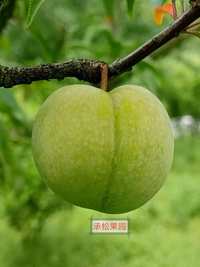 蜂糖李预售
