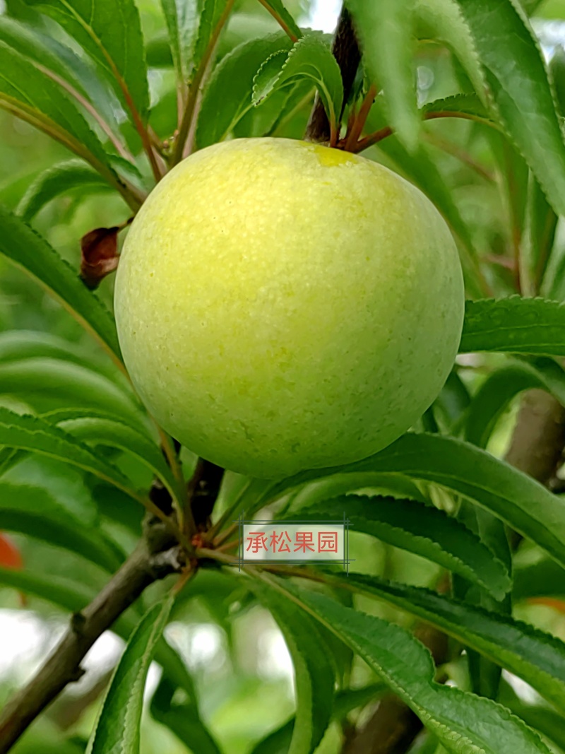 蜂糖李预售