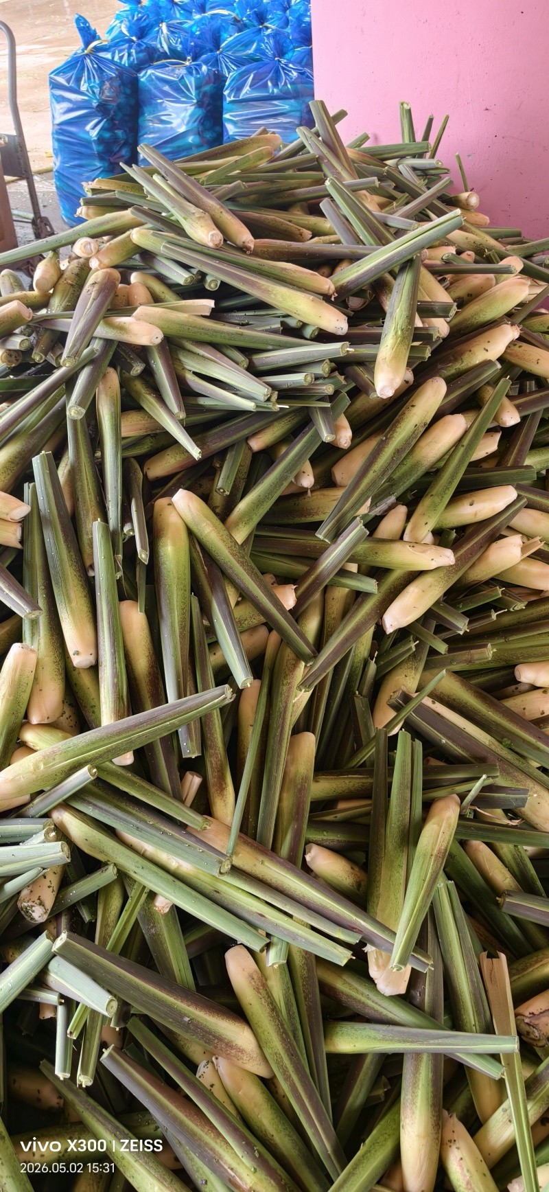 有美人茭，云南冬价，欢迎你光顾
