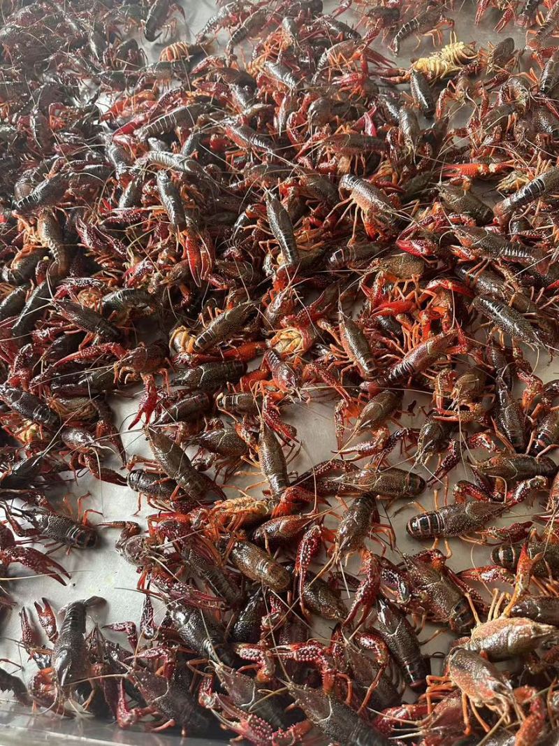 精品79母小龙虾