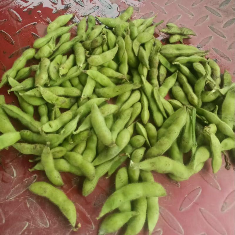 绿宝石鲜毛豆颗粒饱满现摘新鲜产地直发