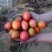 树番茄