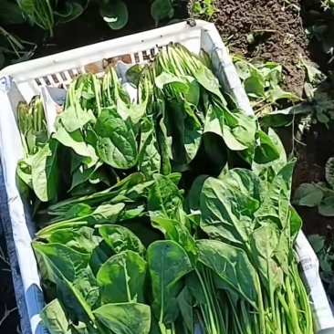菠菜