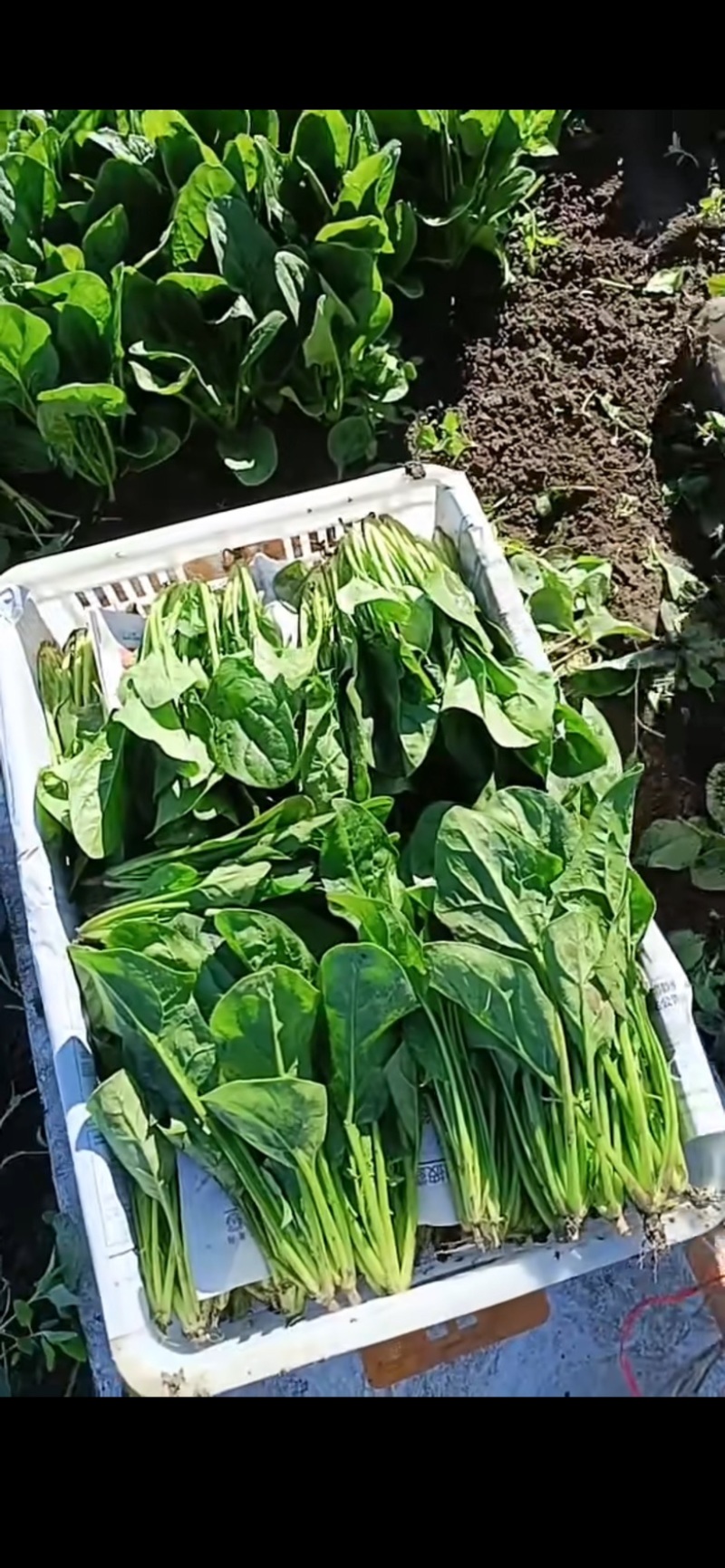 菠菜