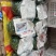秋葵精品新鲜采摘基地