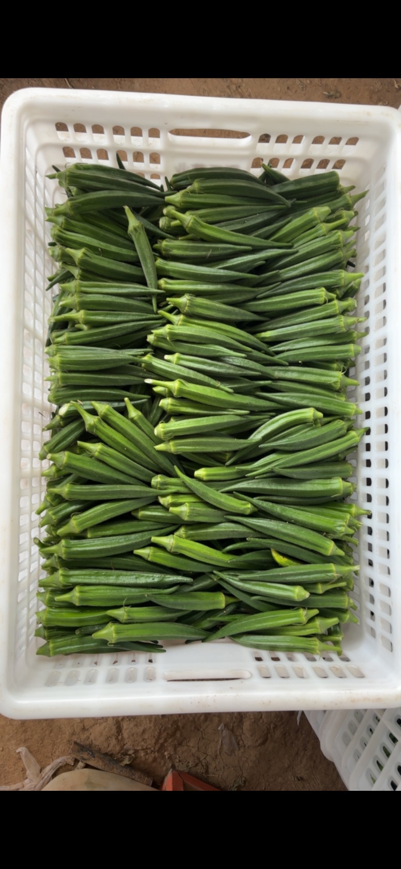 秋葵精品新鲜采摘基地