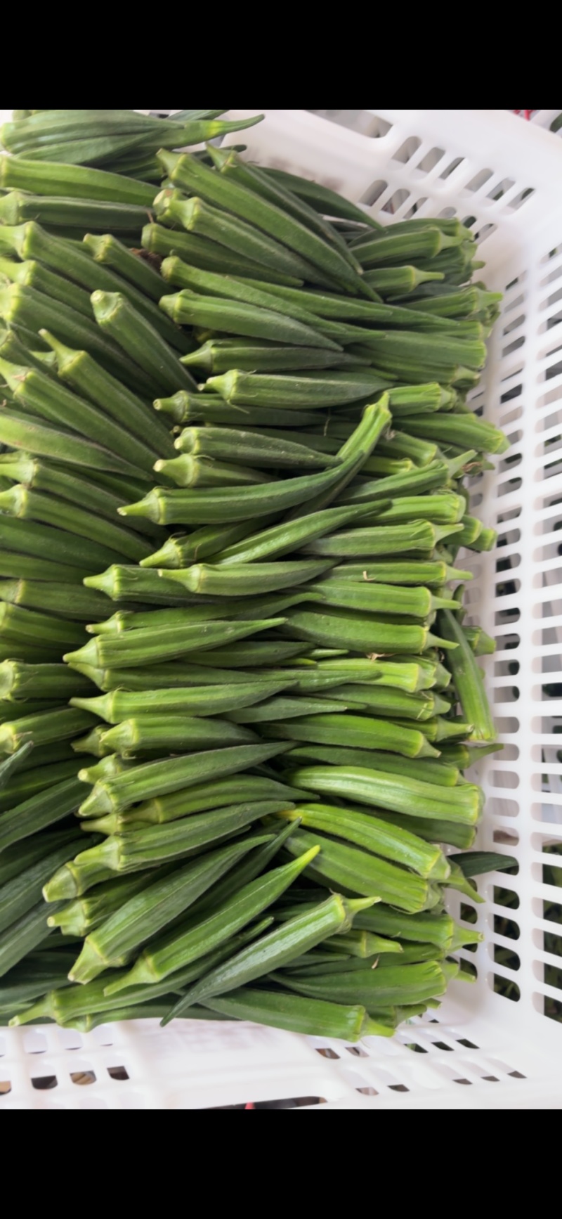 秋葵精品新鲜采摘基地