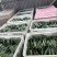 秋葵精品新鲜采摘基地