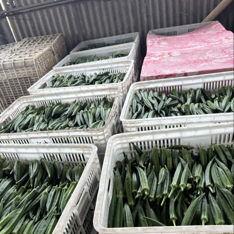 秋葵精品新鲜采摘基地