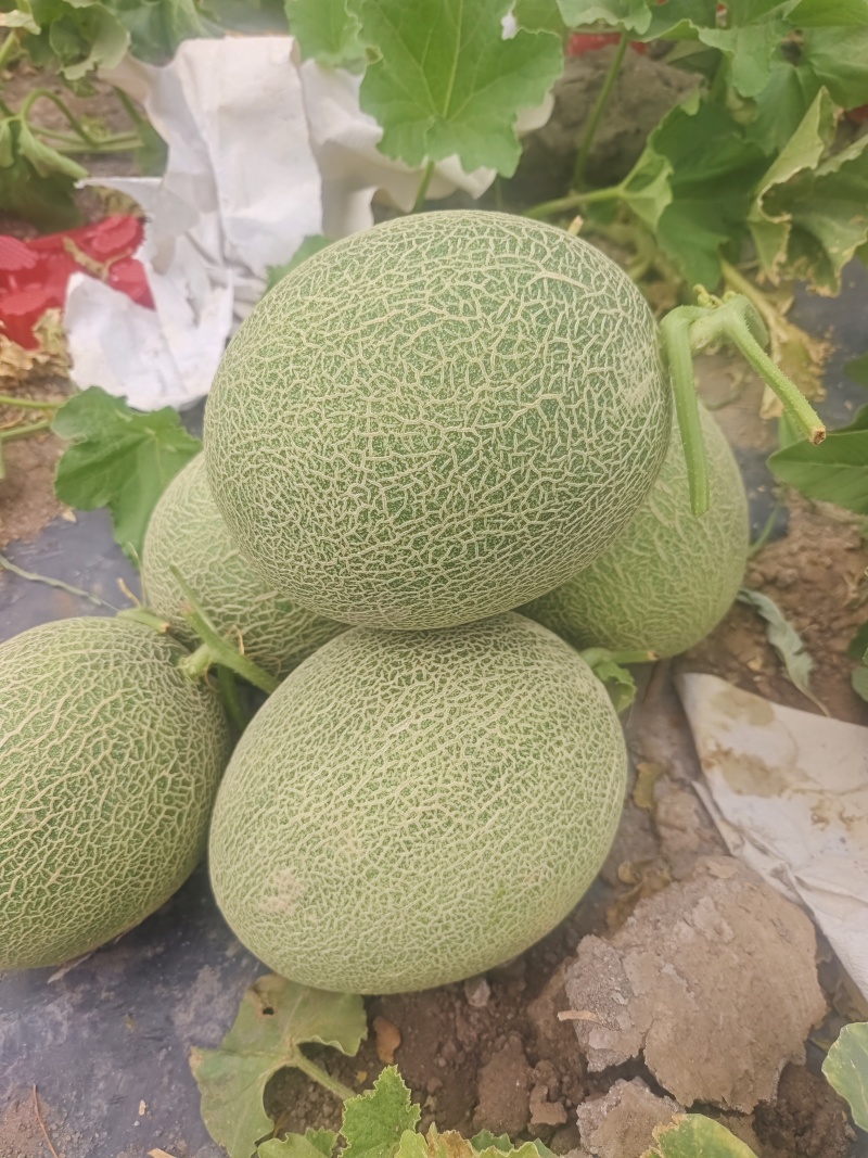 精品哈密瓜晓蜜25号大量有货货源充足价格合理