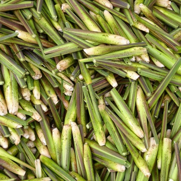 茭白