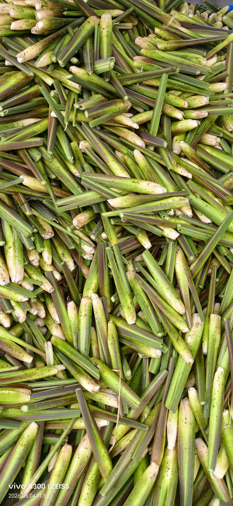 茭白